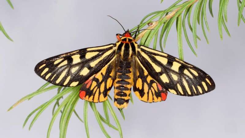Development anomalies recorded for the first time in a rare tiger moth