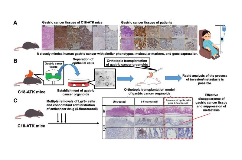 Development of a new gastric cancer model: identification of gastric cancer stem cells