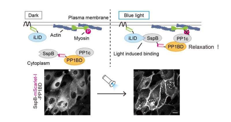Development of a new tool which uses focused light to reduce cellular contractile force