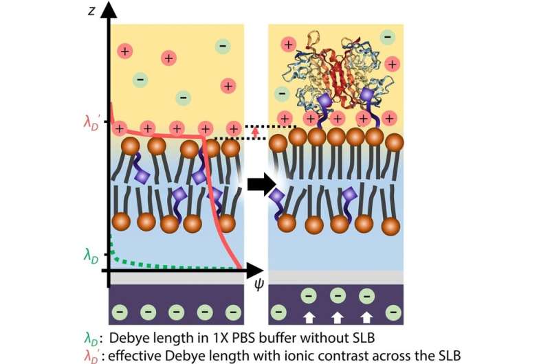 Development of “cellular membrane-FET (lipid-FET)” for sensitivity of biosensor