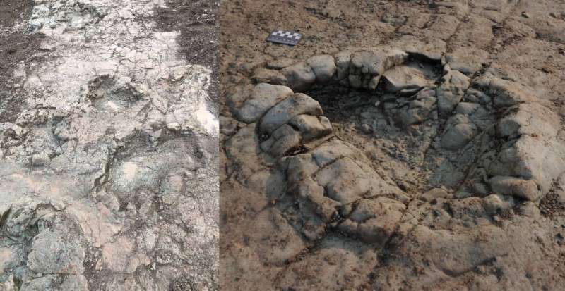 Dinosaur footprints allow museum scientists to step back in time