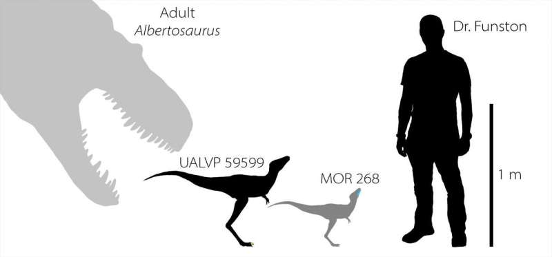 Dinosaur embryo find helps crack baby tyrannosaur mystery