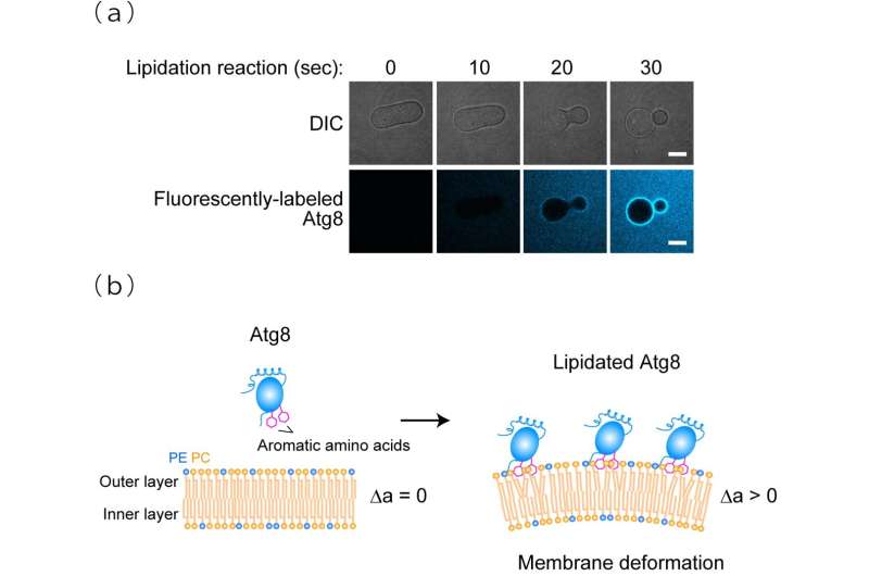 Discovery of a mechanism for efficient autophagosome formation