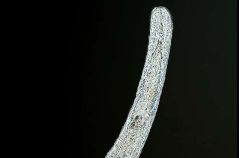 Discovery of new marine worm species as part of Horizon 2020 project, ASSEMBLE Plus