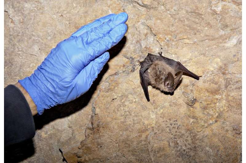 Disease threatens to decimate western bats