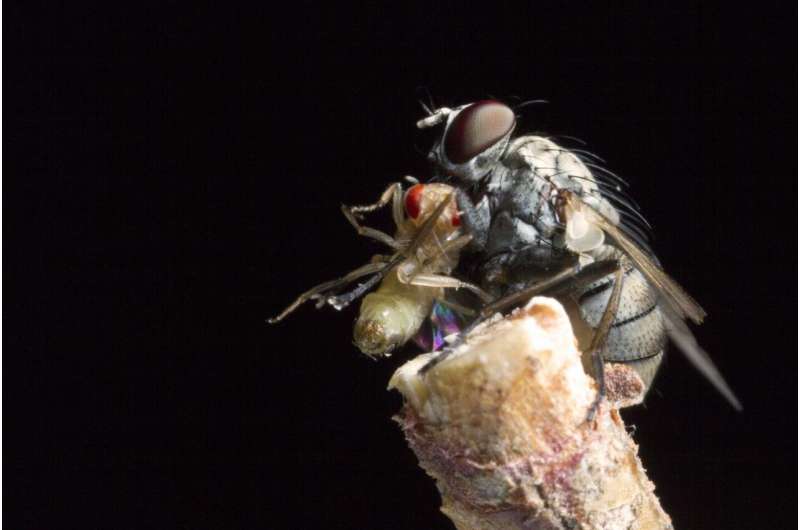 Dive bombing killer flies are so fast they lose steering control