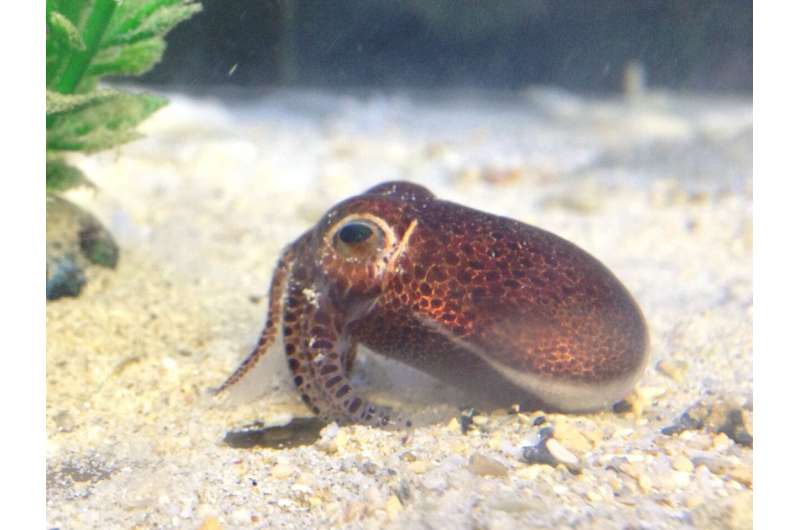 Diversity of tiny bobtail squid driven by ancient biogeographic events, finds new study