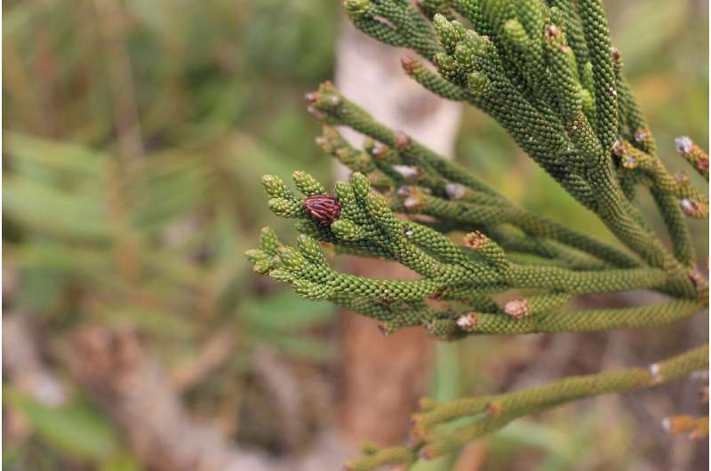 DNA duplication linked to the origin and evolution of pine trees and their relatives