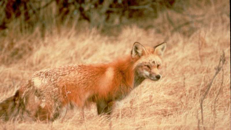 DNA found in poop helps scientists learn about secretive fox