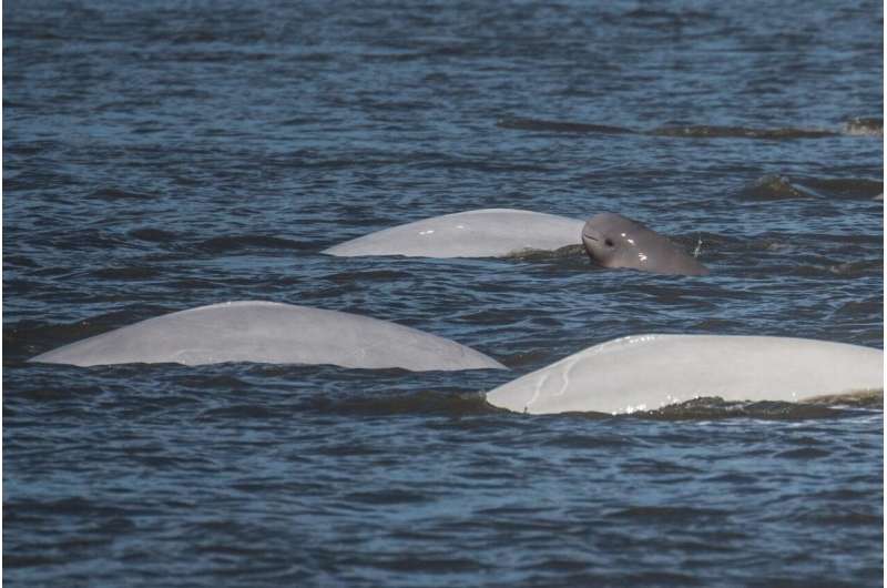 DNA-based technique allows researchers to determine age of living beluga whales in Alaska