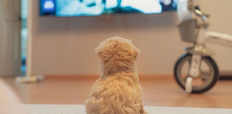 Dogs and TV: Here's what we know about how they respond