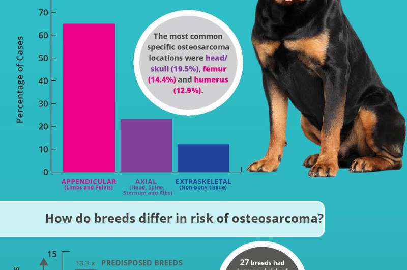 Dog's body size and shape could indicate a greater bone tumour risk