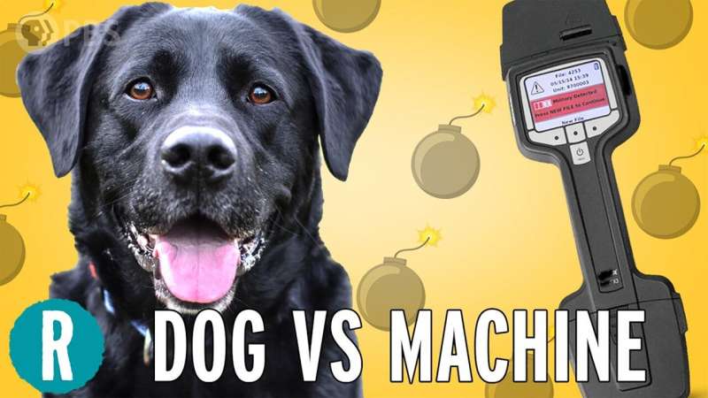 Dog vs. machine: Who's a better bomb detector? (video)
