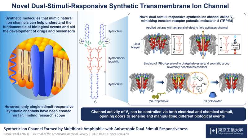 Double delight: New synthetic transmembrane ion channel can be activated in two ways