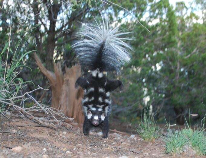 Doubling the number of species of hand-standing spotted skunks