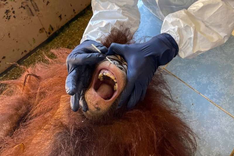 Dozens of critically endangered orangutans in Malaysia have been tested for the coronavirus