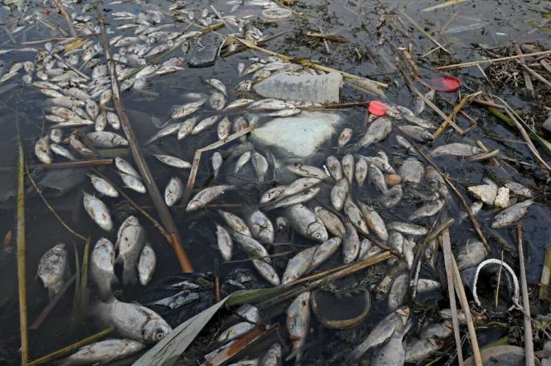 Dozens of rotting fish float on the surface of Iraqi marshes in the southern district of Chibayish in Dhi Qar province