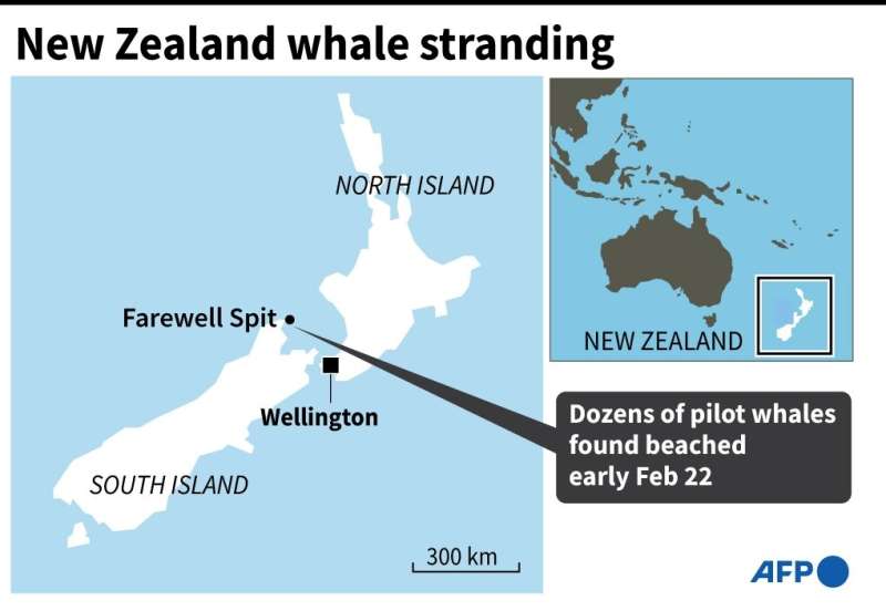 Dozens of whales strand at notorious New Zealand bay