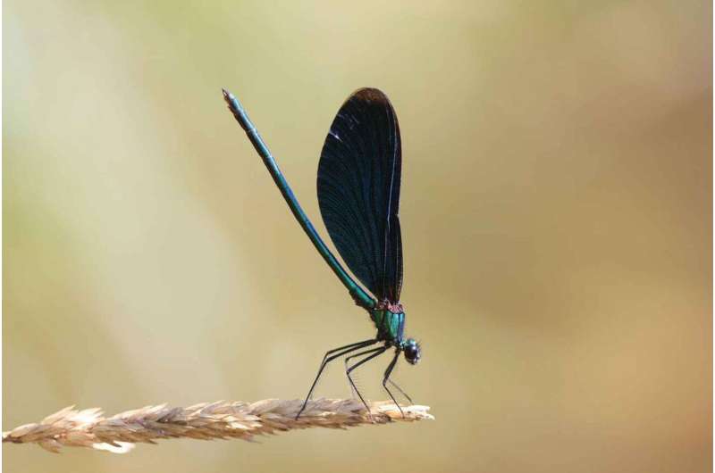Dragonflies: Species losses and gains in Germany