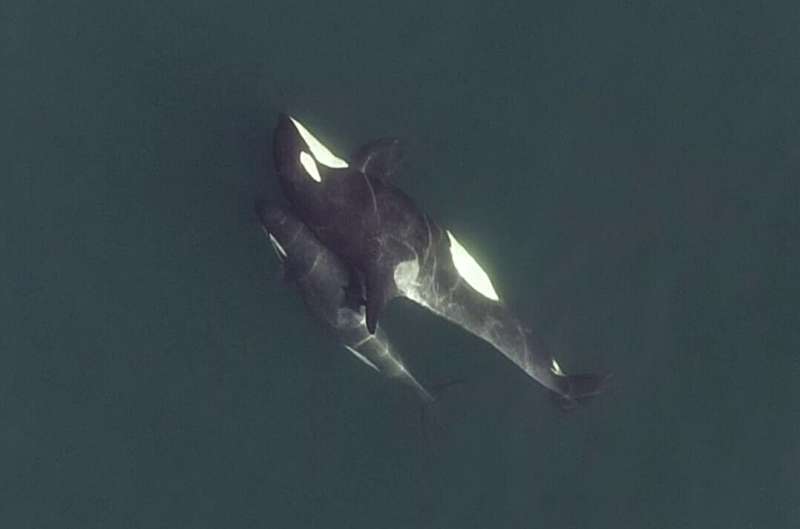 Drone footage reveals social secrets of killer whales