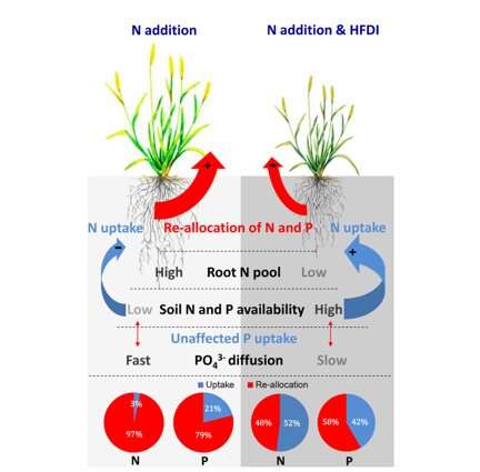 Dual-labelling technique to quantify contribution of root nutrient re-allocation to plant regrowth after defoliation