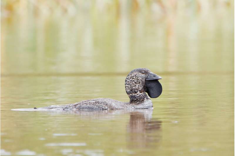 Duck species can imitate sounds