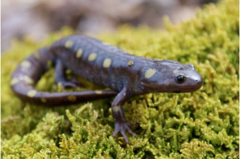 Dueling evolutionary forces drive rapid evolution of salamander coloration