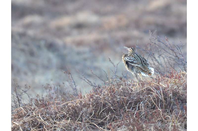 During epic migrations, great snipes fly at surprising heights by day and lower by night