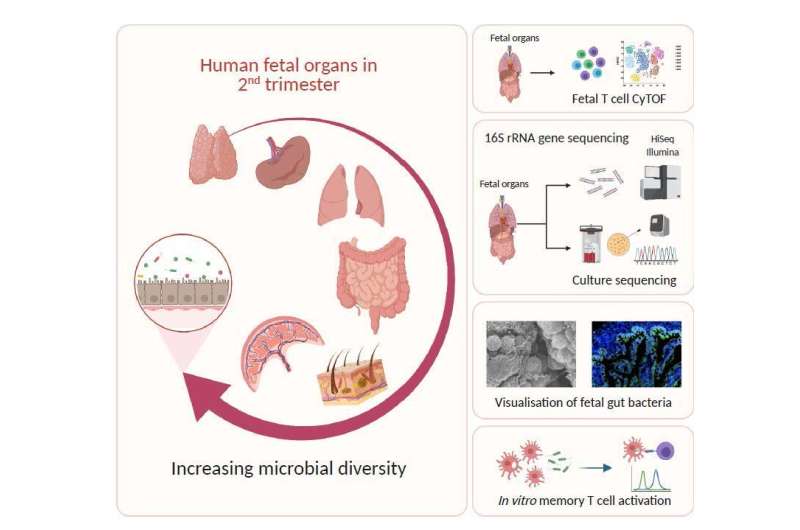 Early encounter of microbes and fetal immune system during second trimester of gestation