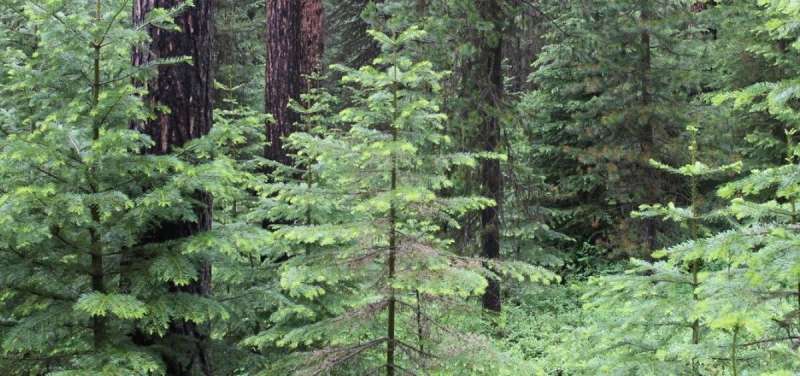 Eastern Oregon forest restoration efforts hampered by diameter limits on tree cutting