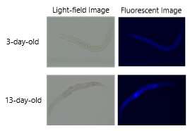 Easy detection of fluorescence emitted by protein behind aging