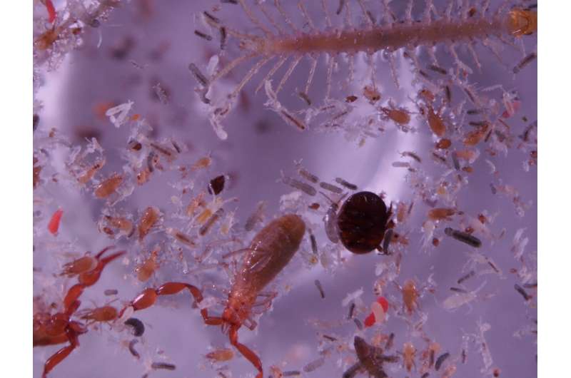 Eating fresh! Radiocarbon analysis shows springtail diet includes carbon from living plants