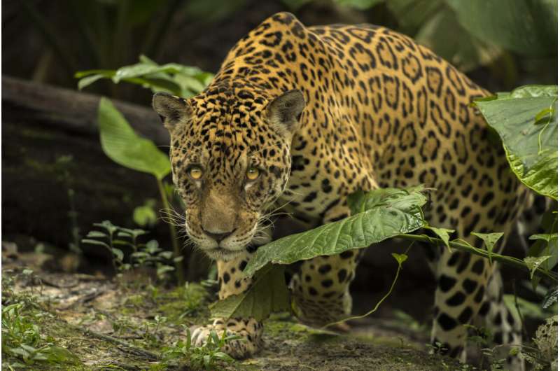 Ecological knowledge of local populations allows better control of Amazonian wildlife