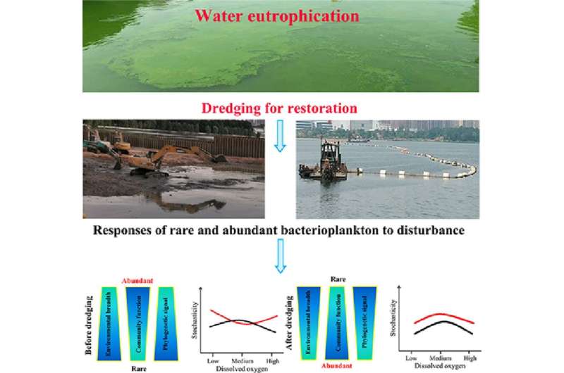 Ecological mechanism behind dredging revealed to mitigate lake cyanobacterial blooms