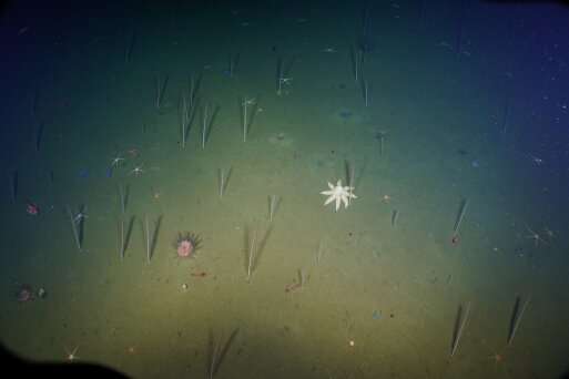 Ecologist uses statistics to reveal importance of climate change in controlling deep-sea biodiversity