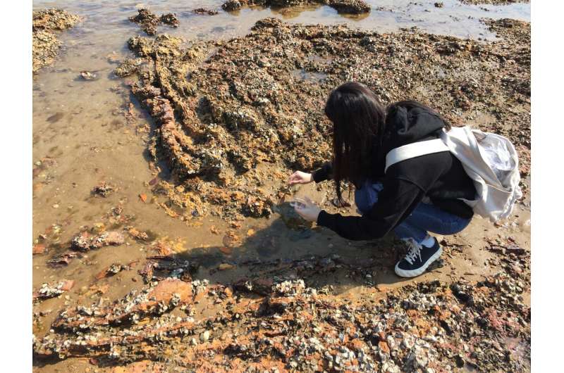 Ecologists reconstruct Hong Kong's marine ecosystem over the last 100 years