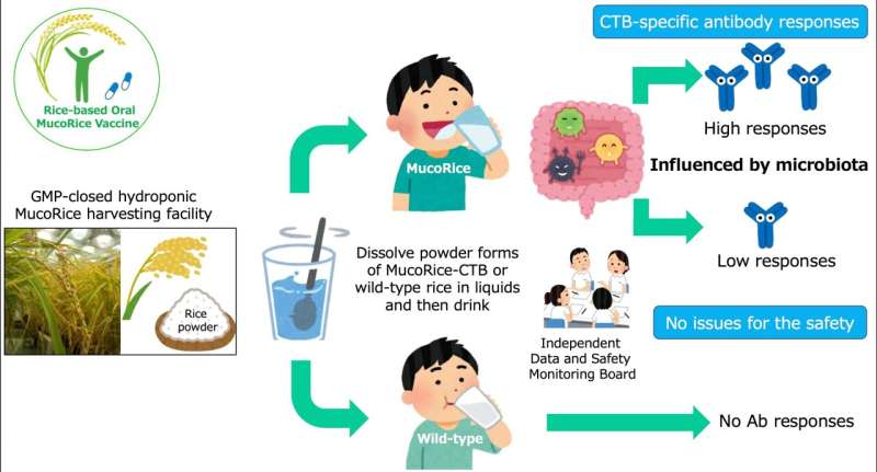 Edible Cholera vaccine made of powdered rice proves safe in phase 1 human trials