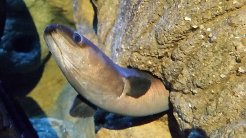 Eel products in the EU and the UK need better regulation