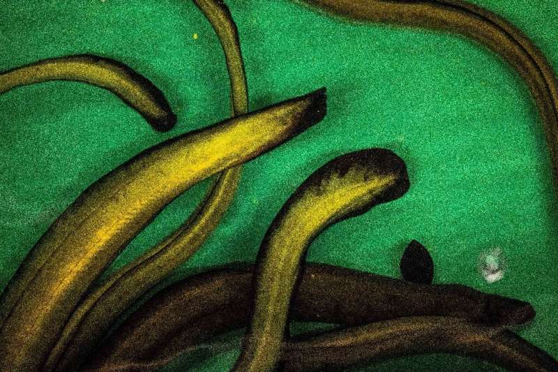 Eels were once so abundant that they were considered a pest, but today the ancient creature is threatened by human activity and 