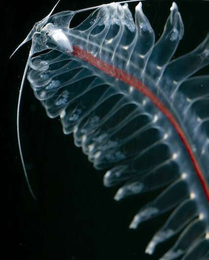 Effective and elegant: New research reveals swimming mechanics of the gossamer worm
