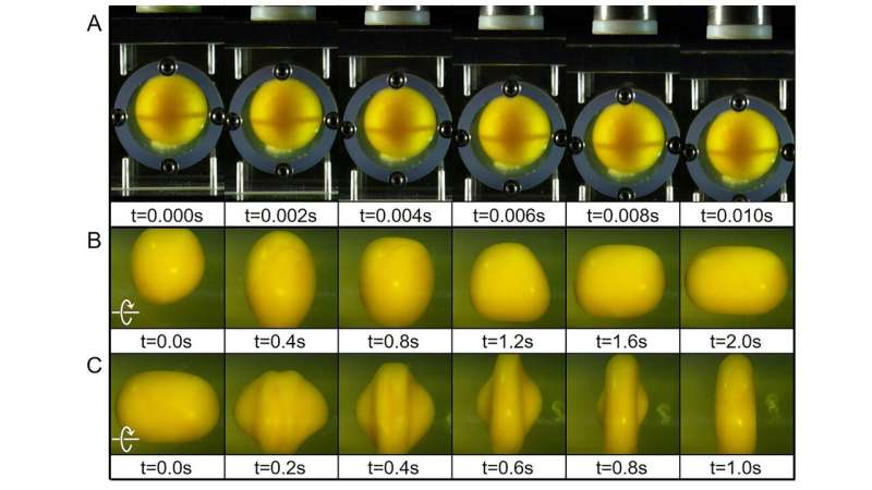 Eggs reveal what may happen to brain on impact