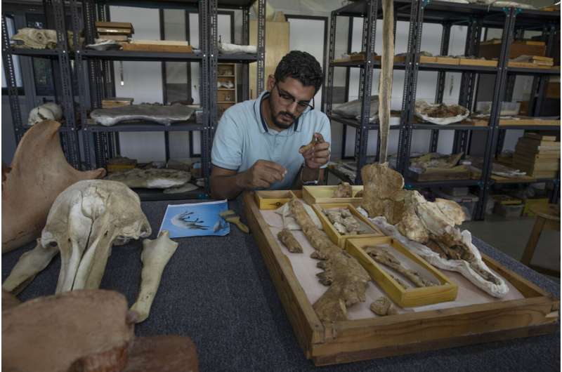 Egypt team identifies fossil of land-roaming whale species