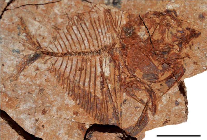 Egyptian fossil surprise: Fishes thrived in tropics in ancient warm period, despite high ocean tempe