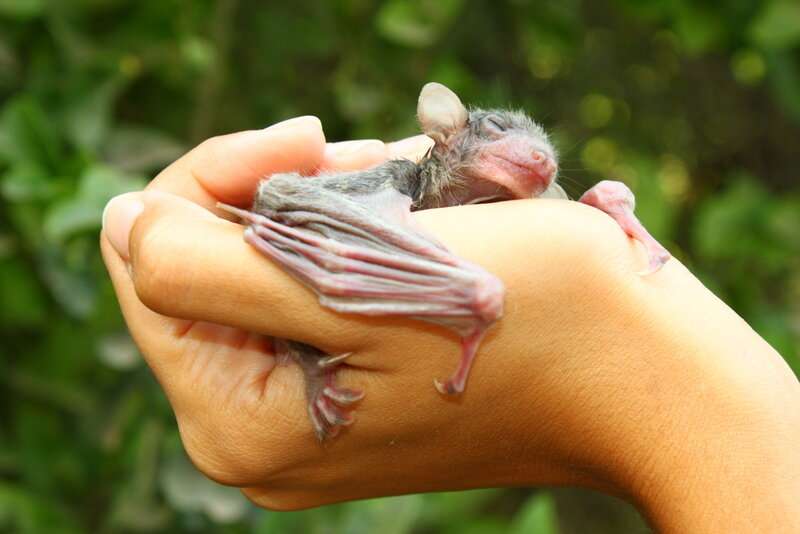 Egyptian fruit bat pups steer echolocation beams from day zero