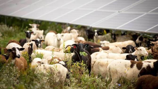 Electric sheep: Grazing in solar arrays supports economy, climate
