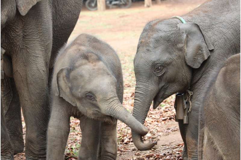 Elephants benefit from having older siblings, especially sisters