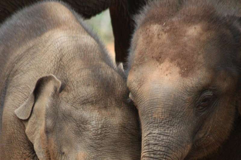 Elephants benefit from having older siblings, especially sisters
