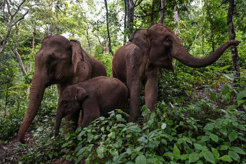 Elephants eat in a forest at the Asian Elephant Breeding and Rescue Centre in Xishuangbanna in southwest China's Yunnan province