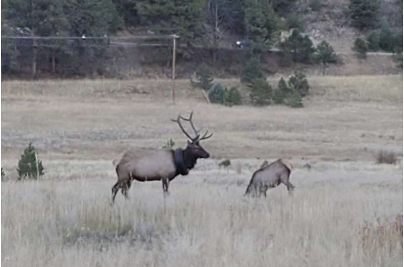 Elk roaming Colorado with tire around neck for 2 years freed
