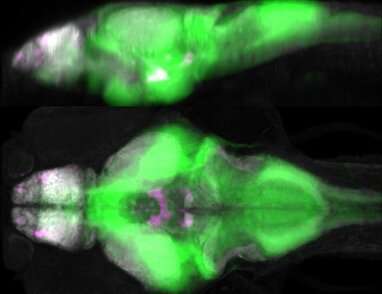 Elusive link between seizures, cell signaling protein ID'd in zebrafish thumbnail